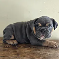 processed/85376ef9-f9d2-44fd-85a5-e7d8017d663c/listing/8d8e5641-4ad0-4f85-87e2-5374a5325185/b796f3be-be82-402a-b122-a63c0e67d8f6