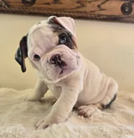 Romeo, a male English Bulldog for sale in Eaton, CO – 4 of 10