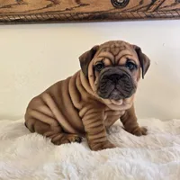 Ruby, a female English Bulldog for sale in Eaton, CO – 5 of 10