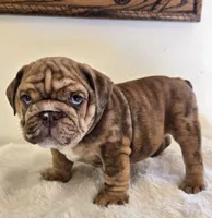 Dozer, a male English Bulldog for sale in Eaton, CO – 3 of 9