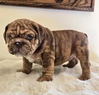 Dozer, a male English Bulldog for sale in Eaton, CO – 2 of 9