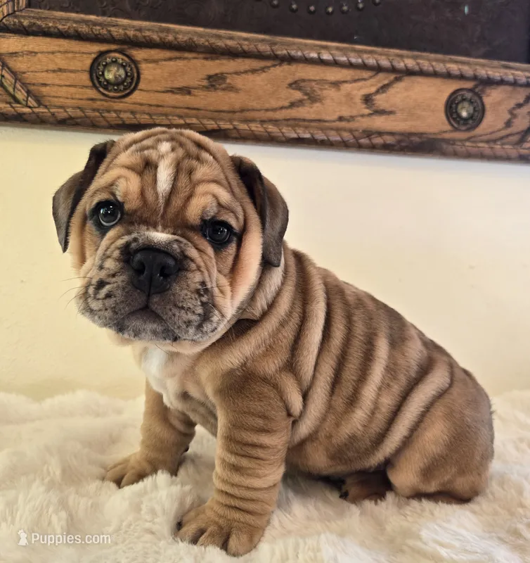 Diesel – English Bulldog puppy for sale in Eaton, CO