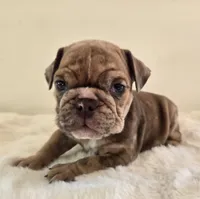 Dozer, a male English Bulldog for sale in Eaton, CO – 10 of 10