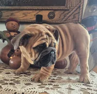 Lollie, a female English Bulldog for sale in Eaton, CO – Photo 4 of 6