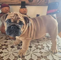 Lollie, a female English Bulldog for sale in Eaton, CO – Photo 6 of 6