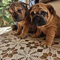Lollie, a female English Bulldog for sale in Eaton, CO – Photo 5 of 6