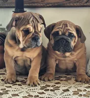 Lollie, a female English Bulldog for sale in Eaton, CO – Photo 1 of 6
