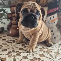 Lollie, a female English Bulldog for sale in Eaton, CO – Photo 3 of 6