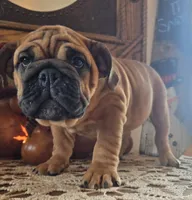 Lollie, a female English Bulldog for sale in Eaton, CO – Photo 2 of 6