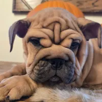 Lander, a male English Bulldog for sale in Eaton, CO – 4 of 10