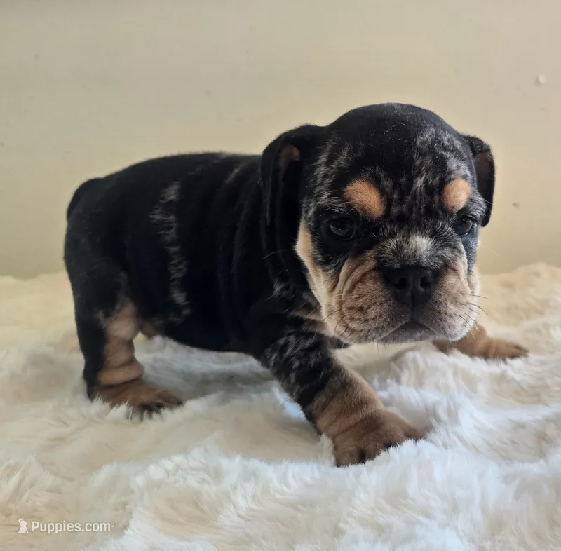 Fancy – English Bulldog puppy for sale in Eaton, CO