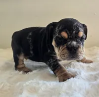 Fancy, a female English Bulldog for sale in Eaton, CO – 1 of 10