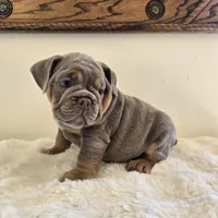 Saphora , a female English Bulldog for sale in Eaton, CO – 9 of 10