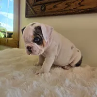 Romeo, a male English Bulldog for sale in Eaton, CO – 8 of 10