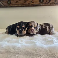 Hugh, a male English Bulldog for sale in Eaton, CO – 10 of 10