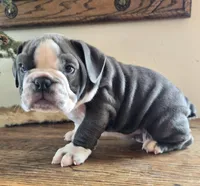 Jax, a male English Bulldog for sale in Eaton, CO – Photo 3 of 10