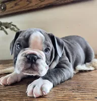 Jax, a male English Bulldog for sale in Eaton, CO – Photo 8 of 10