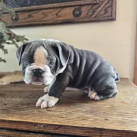 Jax, a male English Bulldog for sale in Eaton, CO – Photo 5 of 10