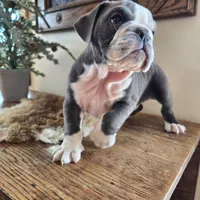 Jax, a male English Bulldog for sale in Eaton, CO – Photo 9 of 10