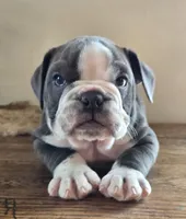 Jax, a male English Bulldog for sale in Eaton, CO – Photo 4 of 10