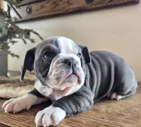 Jax, a male English Bulldog for sale in Eaton, CO – Photo 7 of 10