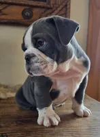 Jax, a male English Bulldog for sale in Eaton, CO – Photo 2 of 10