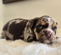 Hugh, a male English Bulldog for sale in Eaton, CO – 4 of 10