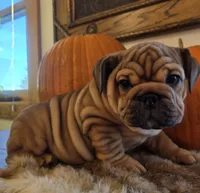 Quincy , a female English Bulldog for sale in Eaton, CO – 8 of 10
