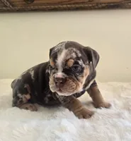 Prada, a female English Bulldog for sale in Eaton, CO – 10 of 10