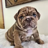 Dozer, a male English Bulldog for sale in Eaton, CO – 4 of 9