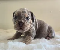 Chanel, a female English Bulldog for sale in Eaton, CO – 2 of 10