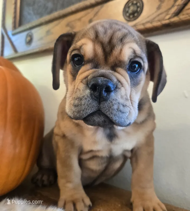 Lucky – English Bulldog puppy for sale in Eaton, CO