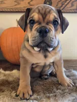 Lucky, a female English Bulldog for sale in Eaton, CO – 8 of 10