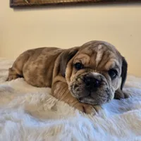 Diesel, a male English Bulldog for sale in Eaton, CO – 6 of 10