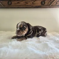 Prada, a female English Bulldog for sale in Eaton, CO – 9 of 10