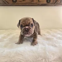 Dozer, a male English Bulldog for sale in Eaton, CO – 7 of 10