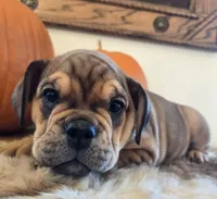 Lucky, a female English Bulldog for sale in Eaton, CO – 4 of 10