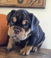 Wilson, a male English Bulldog for sale in Eaton, CO – 3 of 10