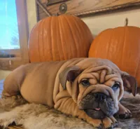Lander, a male English Bulldog for sale in Eaton, CO – 5 of 10