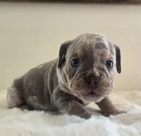 Chanel, a female English Bulldog for sale in Eaton, CO – 3 of 10