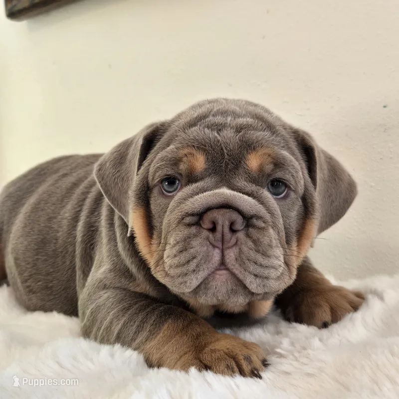 Saphora  – English Bulldog puppy for sale in Eaton, CO