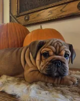 Quincy , a female English Bulldog for sale in Eaton, CO – 7 of 10
