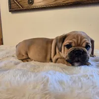 Max, a female English Bulldog for sale in Eaton, CO – 10 of 10