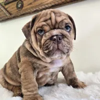 Dozer, a male English Bulldog for sale in Eaton, CO – 6 of 9
