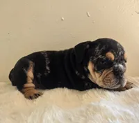 Fancy, a female English Bulldog for sale in Eaton, CO – 2 of 10