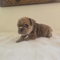 Dozer, a male English Bulldog for sale in Eaton, CO – 4 of 10
