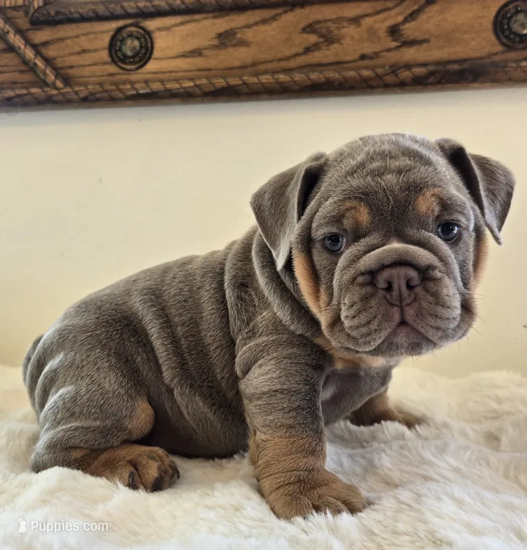Saphora  – English Bulldog puppy for sale in Eaton, CO