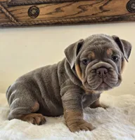 Saphora , a female English Bulldog for sale in Eaton, CO – 1 of 10