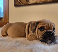 Max, a female English Bulldog for sale in Eaton, CO – 9 of 10