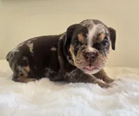 Prada, a female English Bulldog for sale in Eaton, CO – 2 of 10